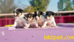 KISA BACAK JACK RUSSELL TERRİER YAVRU 1