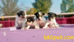 KISA BACAK JACK RUSSELL TERRİER YAVRU 5