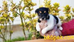 KISA BACAK JACK RUSSELL TERRİER YAVRU 5