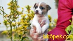 KISA BACAK JACK RUSSELL TERRİER YAVRU 2