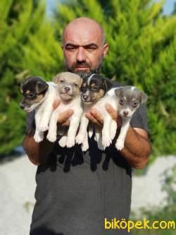 KISA BACAK JACK RUSSELL TERRİER YAVRU 2