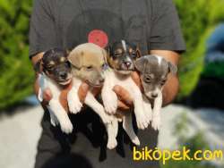 KISA BACAK JACK RUSSELL TERRİER YAVRU 3