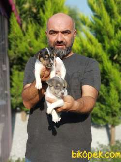 KISA BACAK JACK RUSSELL TERRİER YAVRU 1