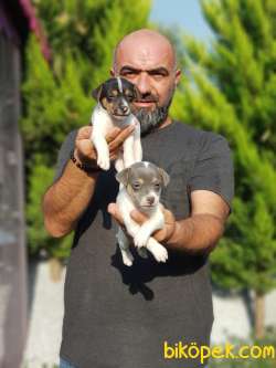 KISA BACAK JACK RUSSELL TERRİER YAVRU 4