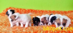 KISA BACAK JACK RUSSELL TERRİER YAVRULAR 2