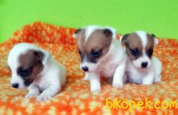 KISA BACAK JACK RUSSELL TERRİER YAVRULAR 4
