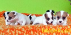 KISA BACAK JACK RUSSELL TERRİER YAVRULAR 3