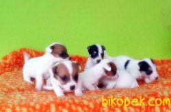 KISA BACAK JACK RUSSELL TERRİER YAVRULAR 1