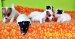 KISA BACAK JACK RUSSELL TERRİER YAVRULAR 5