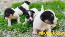 KISA BACAK JACK RUSSELL TERRİER YAVRULAR 5