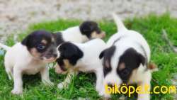KISA BACAK JACK RUSSELL TERRİER YAVRULAR 2
