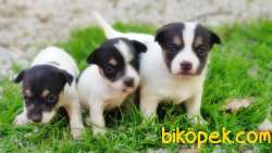 KISA BACAK JACK RUSSELL TERRİER YAVRULAR 4