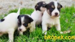 KISA BACAK JACK RUSSELL TERRİER YAVRULAR 3