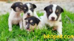 KISA BACAK JACK RUSSELL TERRİER YAVRULAR 1