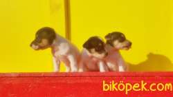 KISA BACAK JACK RUSSELL TERRİER YAVRULARI 2