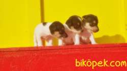 KISA BACAK JACK RUSSELL TERRİER YAVRULARI 5