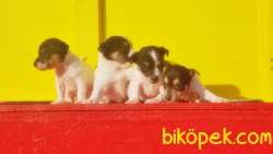 KISA BACAK JACK RUSSELL TERRİER YAVRULARI 3