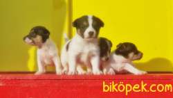 KISA BACAK JACK RUSSELL TERRİER YAVRULARI 4