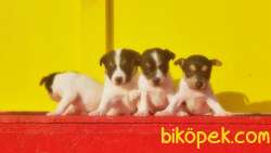 KISA BACAK JACK RUSSELL TERRİER YAVRULARI 1