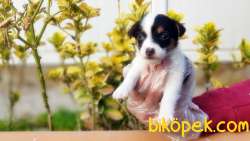 KISA BACAK JACK RUSSELL TERRİER YAVRUSU 3