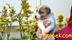 KISA BACAK JACK RUSSELL TERRİER YAVRUSU 4