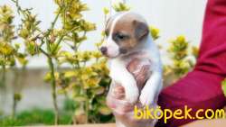 KISA BACAK JACK RUSSELL TERRİER YAVRUSU 2