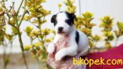 KISA BACAK JACK RUSSELL TERRİER YAVRUSU 4