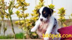 KISA BACAK JACK RUSSELL TERRİER YAVRUSU 3