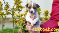 KISA BACAK JACK RUSSELL TERRİER YAVRUSU