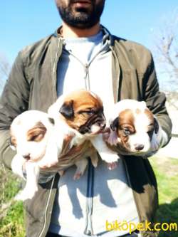 Kısa Bacak Jack Russell Yavrular 1