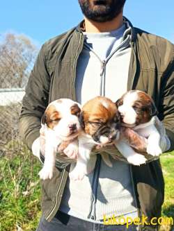 Kısa Bacak Jack Russell Yavrular 4