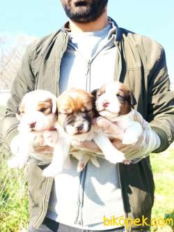 Kısa Bacak Jack Russell Yavrular 2