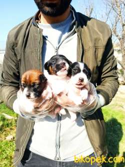Kısa Bacak Jack Russell Yavrular 3