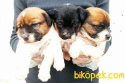 Kısa Bacak Jack Russell Yavrular 1