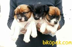 Kısa Bacak Jack Russell Yavrular 2