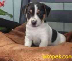 KISA BACAK MUHTEŞEM MASKELİ JACK RUSSEL YAVRULAR 1