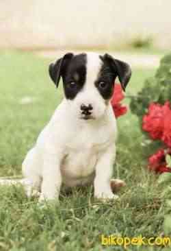 KISA BACAK MUHTEŞEM MASKELİ JACK RUSSEL YAVRULAR 4