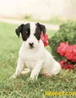 KISA BACAK MUHTEŞEM MASKELİ JACK RUSSEL YAVRULAR 2