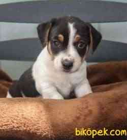 KISA BACAK MUHTEŞEM MASKELİ JACK RUSSEL YAVRULAR 3