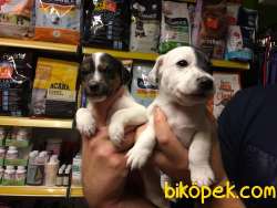 KISA BACAK ORJİNAL JACK RUSSEL BEBEKLERİMİZ 1