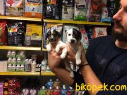 KISA BACAK ORJİNAL JACK RUSSEL BEBEKLERİMİZ 2