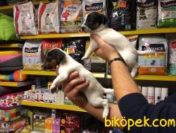 KISA BACAK ORJİNAL JACK RUSSEL BEBEKLERİMİZ 4