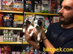KISA BACAK ORJİNAL JACK RUSSEL BEBEKLERİMİZ 3