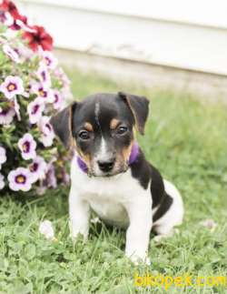 KISA BACAK ORJİNAL JACK RUSSEL YAVRULAR 2
