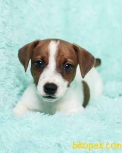 KISA BACAK ORJİNAL JACK RUSSEL YAVRULAR 3