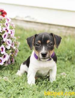 KISA BACAK ORJİNAL JACK RUSSEL YAVRULAR 1