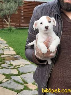 Kısa Bacak Süper Jack Russell Terrier Yavruları 5