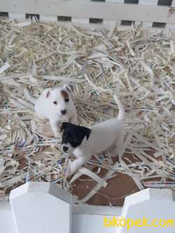 Kısa Bacak Süper Jack Russell Terrier Yavruları 4