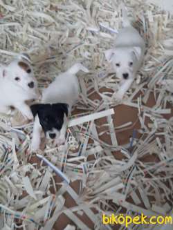 Kısa Bacak Süper Jack Russell Terrier Yavruları 3