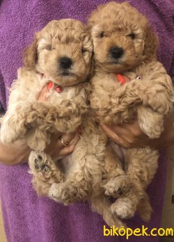 Kısa Burun Bebek Yüzlü Toy Poodle Yavrularımız 3